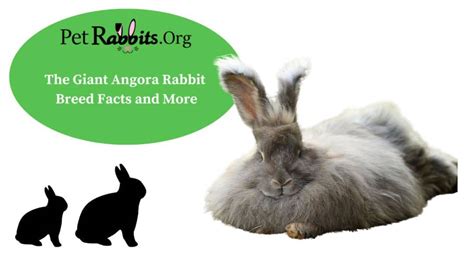 The Giant Angora Rabbit – Breed Facts and More