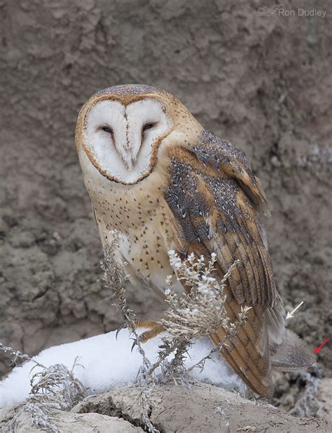 A Tale OF A Barn Owl Tail – Feathered Photography