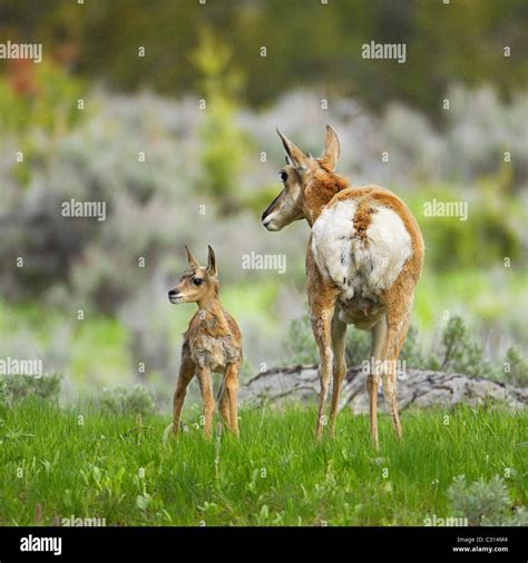 Pronghorn Antelope Behavior High Resolution Stock Photography and Images - Alamy