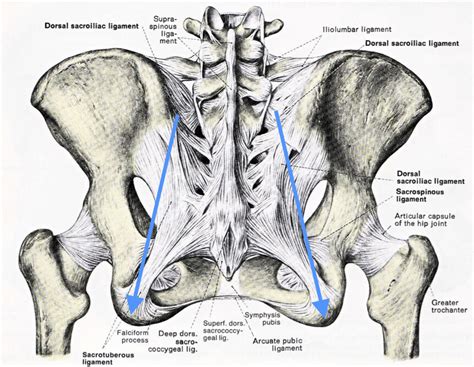 DO THE SITTING BONES WIDEN AND NARROW? — Riki Richter