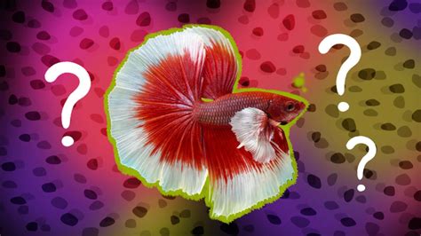 Betta Fish Food: What To Look For And 3 Highly Rated Options - DodoWell ...