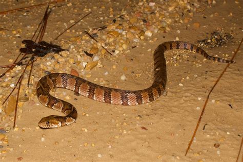 Southern Watersnake – Reptiles and Amphibians of Mississippi