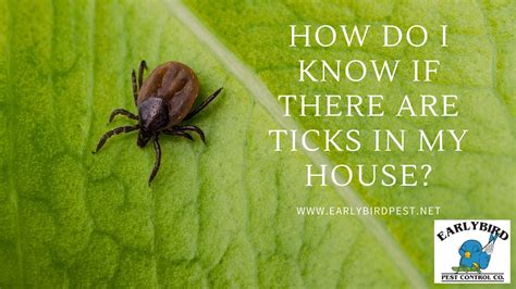 How Do I Know if There are Ticks in My House?