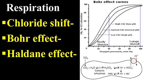 Bohr Effect And Haldane Effect For Blood? R/Mcat, 41% OFF