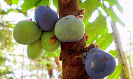 Bush food: Davidson plums | Life and style | The Guardian