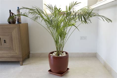 Bamboo Palms: Care and Growing Guide