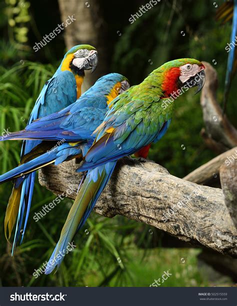 Great Green Macaw Harliquin Maca Bird Foto de stock 502515559 | Shutterstock