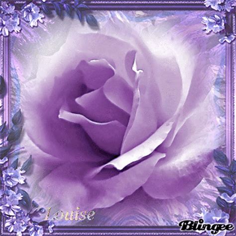 purple rose Picture #130284579 | Blingee.com