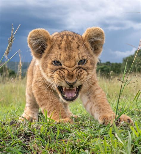 Picture of a lion cub snarling at a remotely operated camera – Michael ...