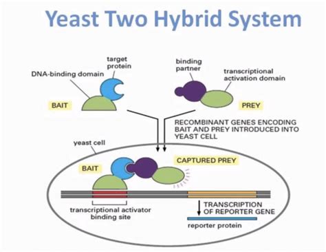 The Yeast Two-Hybrid (Y2H) Assay: Principle, Procedure, Variations, and ...