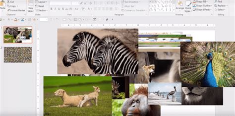 How To Make a Photo Collage in Microsoft PowerPoint