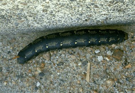 Black Caterpillars: An Identification Guide to Common Species - Owlcation