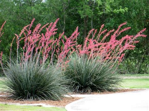 Red Yucca Seeds | Etsy