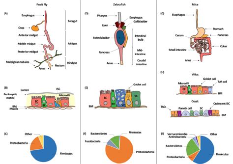 The gut structure and normal flora of different model organisms ...