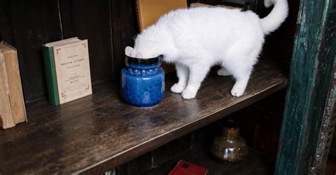 White Cats Head Inside The Jar · Free Stock Photo