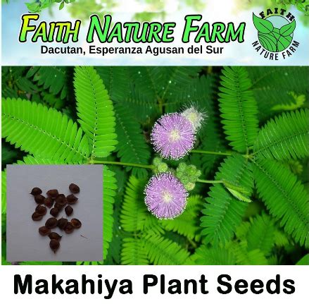 Makahiya Plant Seeds / Mimosa pudica ( approx 30 seeds ) | Lazada PH