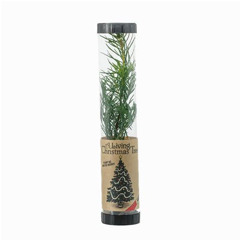 Living Christmas Tree | Douglas-Fir – The Jonsteen Company