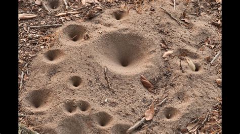 Antlion sand pit traps ASMR - YouTube