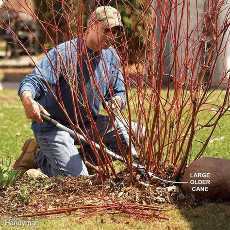 Bush Pruning Tips for Healthier Bushes | Family Handyman