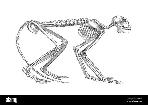 Fossile de primate Banque d'images noir et blanc - Alamy