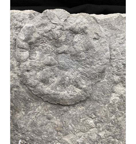 Fossils For Sale | Fossils-UK.com | Ex. RDAS Collection Large Rare Ediacaran Early Life Fossil ...