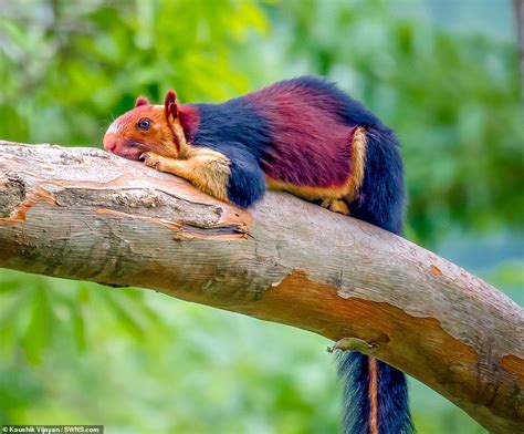 These Multicoloured Giant Squirrels Found In India Are Driving The ...