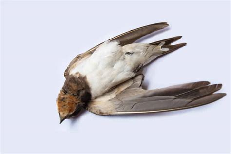 What Does It Mean When You See A Dead Bird? (9 Spiritual Meanings)