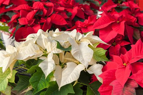 Poinsettia plant care tips | Growing Tips | Jolly Lane Greenhouse