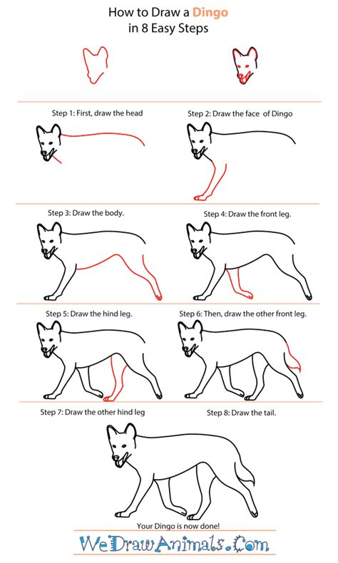 How to Draw a Dingo