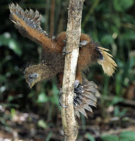 Creature Feature: Hoatzin