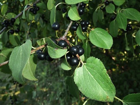 Common buckthorn (Rhamnus cathartica) - Credit Valley Conservation Credit Valley Conservation