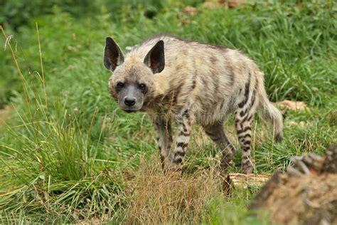 Brown Hyena Walking in the Nature Looking Habitat in Zoo Stock Image ...