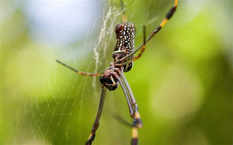 Biodiversity | El Yunque Must Be A Wonder Of Nature