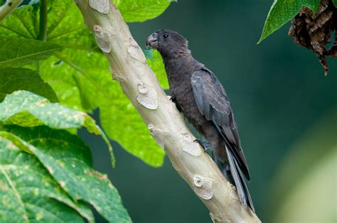 Seychelles Black Parrot (Coracopsis nigra barklyi) | Flickr