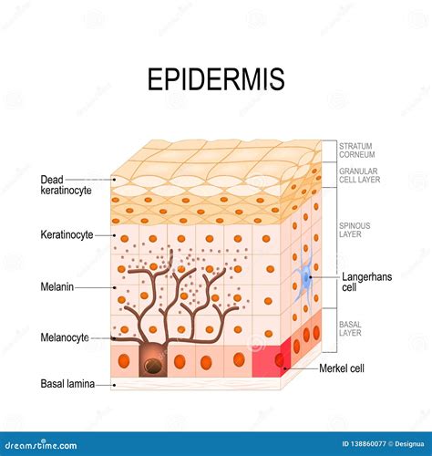 Anatomy Of Epidermis Epidermis Layers Of The Epidermis Skin Structure ...