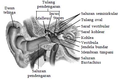 Bagian-Bagian Telinga | Siswapedia