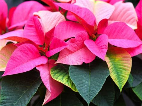 Amazing Poinsettia Flower Meaning and Symbolism You Should Know | Florgeous