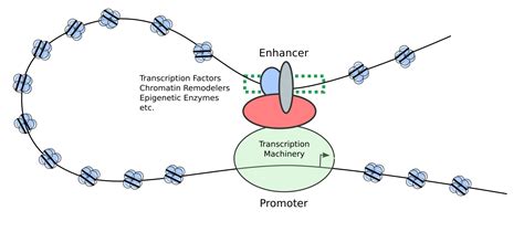 Project Overview: Understanding Enhancer Biology in Cancer ...