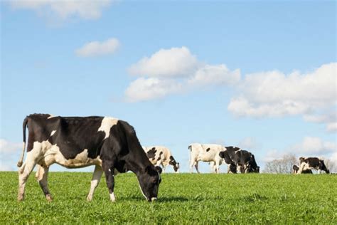 ALE | Cattle Breeds 101: Holstein Cow Characteristics