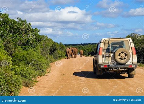 Elephant Herd on the Road during Safari Drive Editorial Photo - Image ...