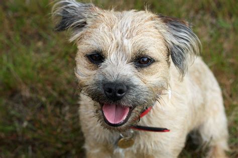 Dog breeds: Border Terrier Dog temperament and personality - Dogalize