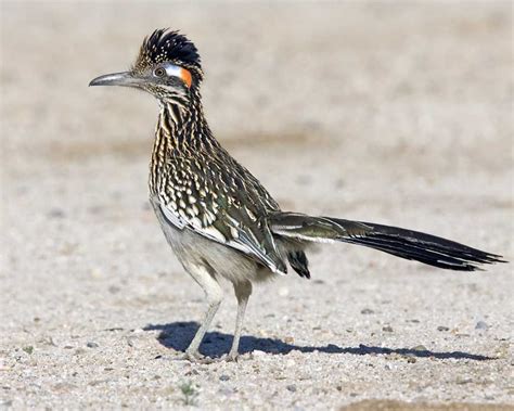 Greater Roadrunner | Greater roadrunner, Road runner, Pet birds