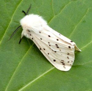 White Ermine Moth– Identification, Life Cycle, Facts & Pictures