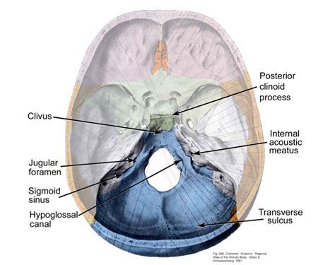 Posterior Cranial Fossa