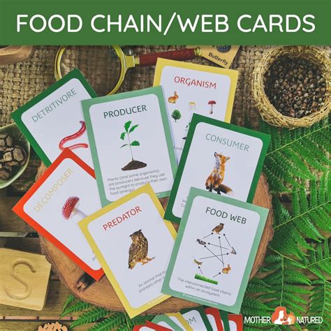 Food Chain Cards Food Web Cards Food Chain Explain Cards - Etsy Australia