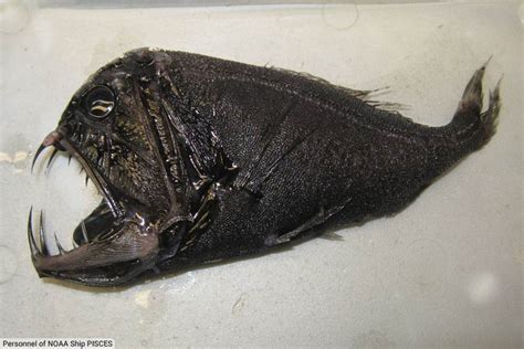 Weird Fish List With Pictures & Facts: The World's Weirdest Fish