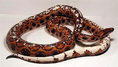 20 Brazilian Rainbow Boa Color Morphs (With Pictures) - ReptileHow.com