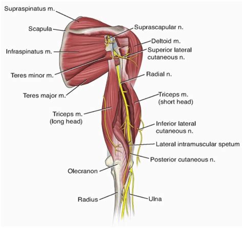 Radial Nerve Injury Humerus Fracture