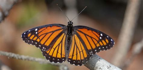 Viceroy | Limenitis archippus