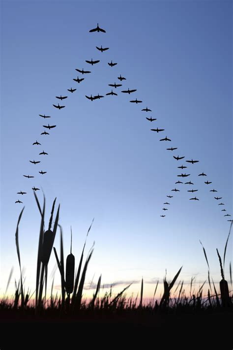 Gonzalo Ramos de la Cruz | Goose hunting, Bird, Waterfowl hunting